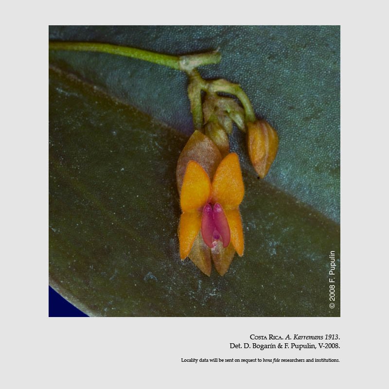 EPIDENDRA .:. Lepanthes fimbriata
